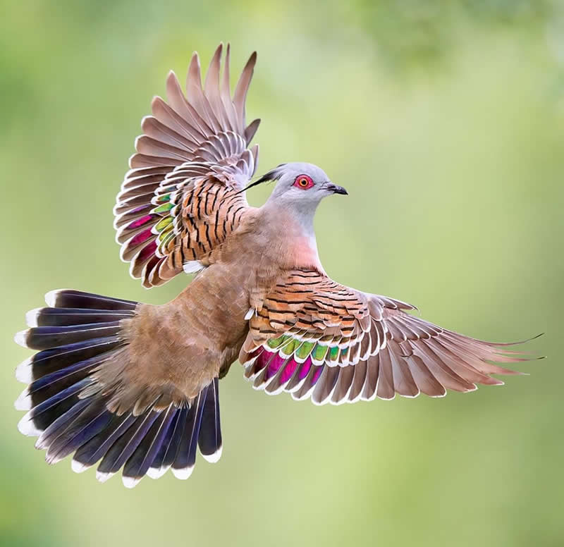 Bird with beautiful wings flying with sharp eye - Best Top Birds in Nature Wildlife Photography