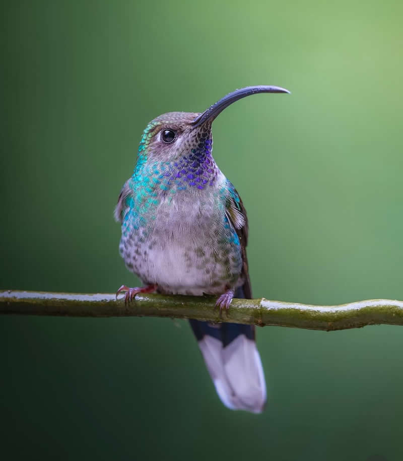Violet saber wing - Best Top Birds in Nature Wildlife Photography