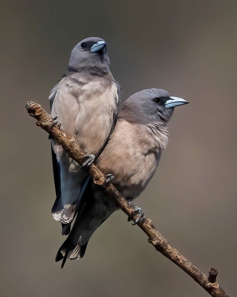 Enchanting Bird Photos